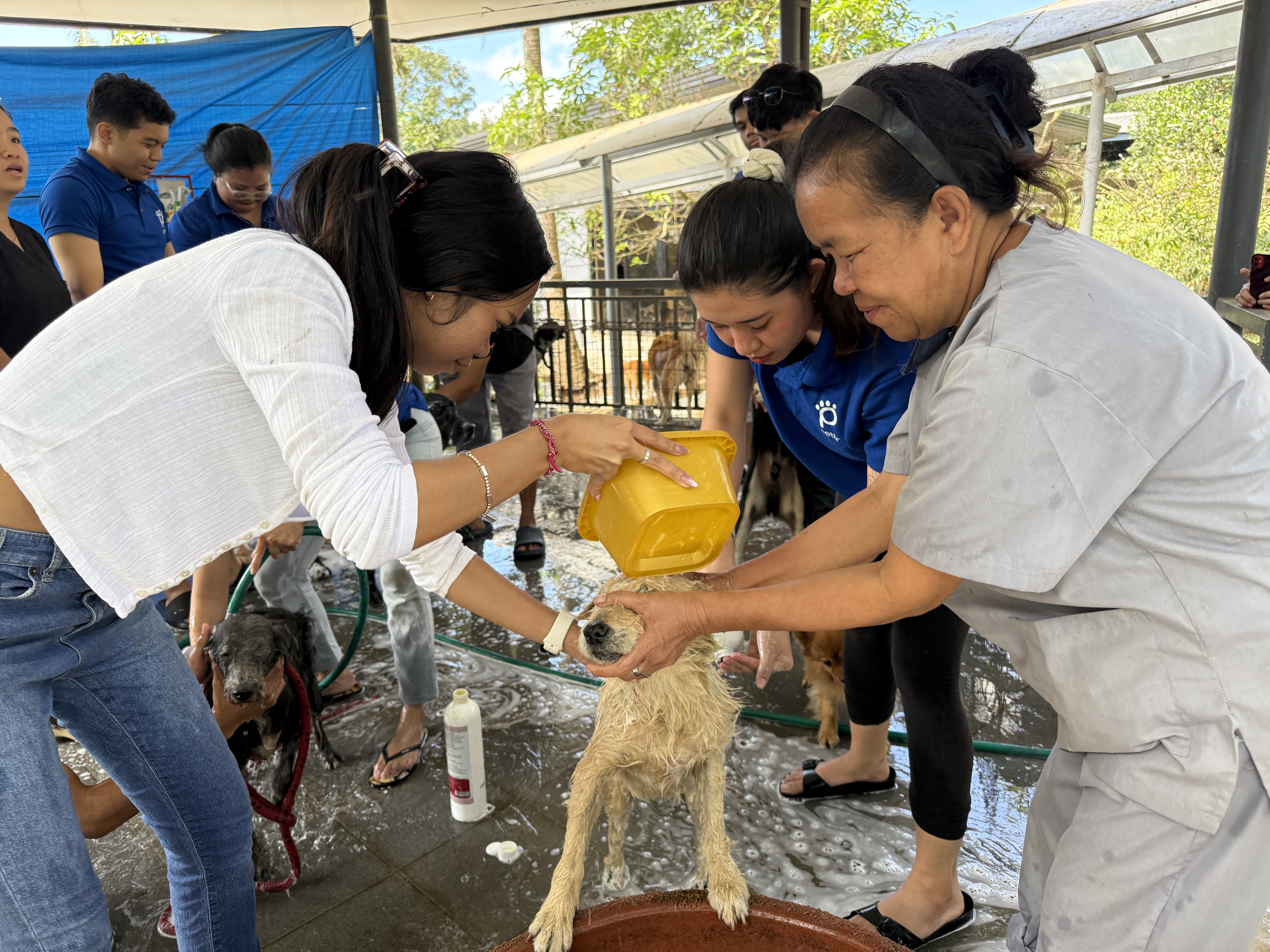 (ALI Only) Animal Welfare Activity at Biyaya Animal Sanctuary
